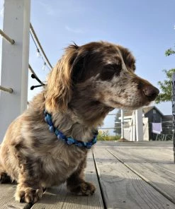 Atlantick Lava Hair Band/Collar